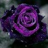 shadowstorm175